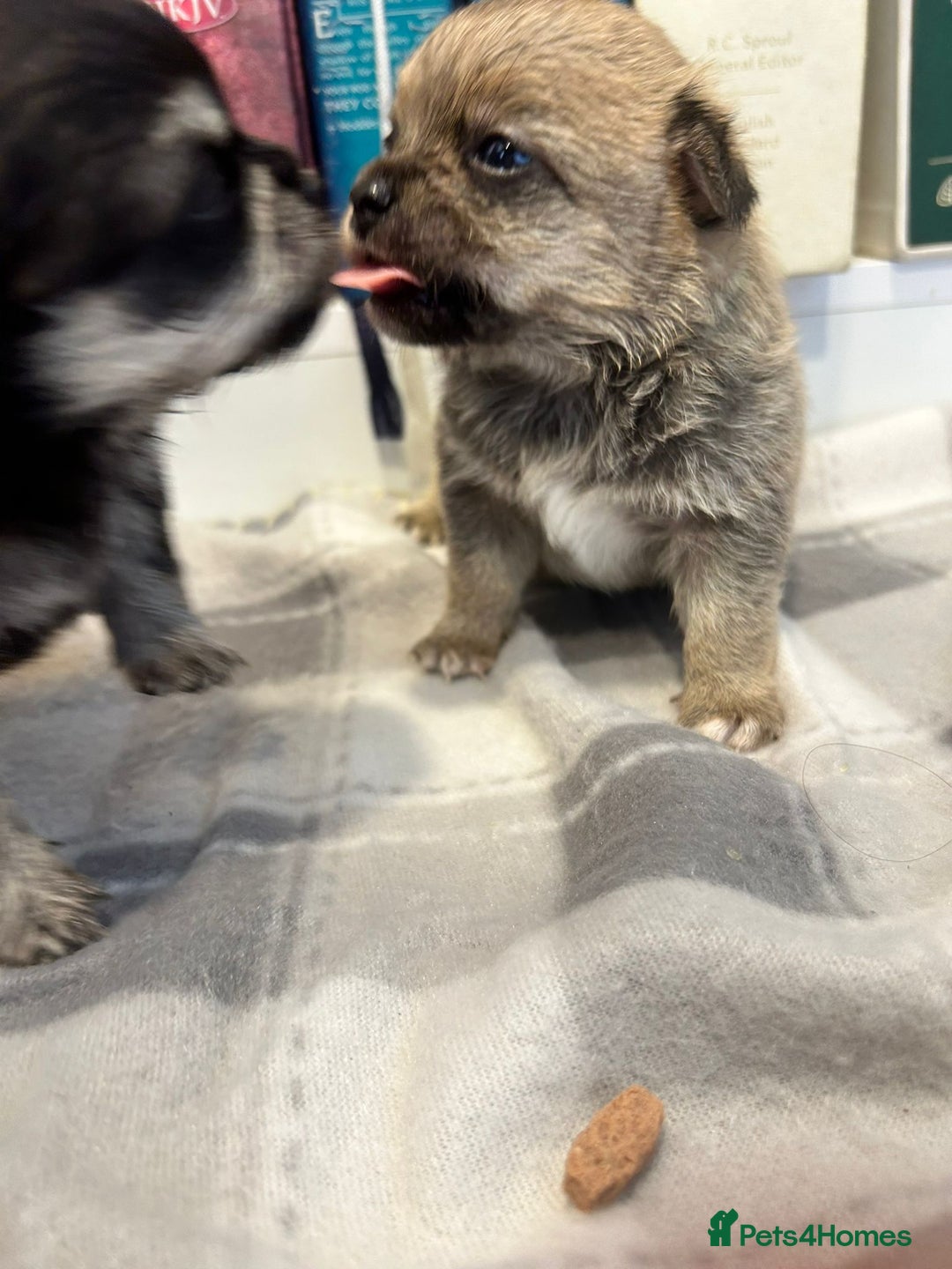 Pomchi dogs for sale: Pomchi puppies - Advert 12