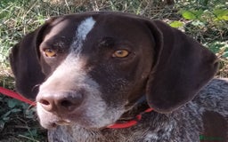 German Shorthaired Pointer dogs for adoption: Yaco  - Image 7