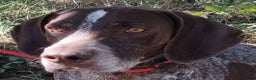 German Shorthaired Pointer dogs for adoption: Yaco  - Advert 7