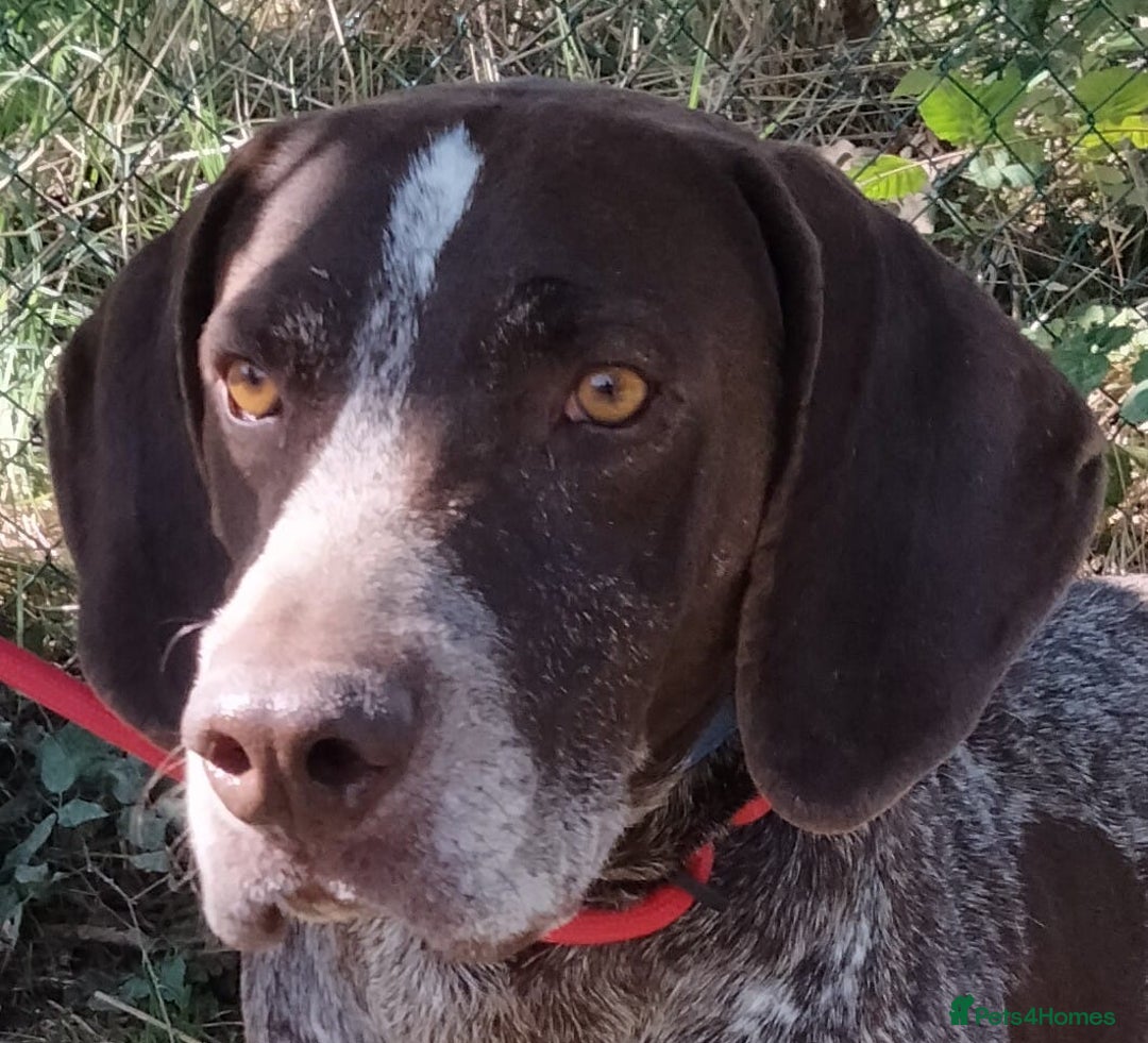 German Shorthaired Pointer dogs for adoption: Yaco  - Image 7