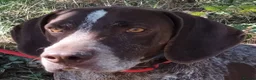 German Shorthaired Pointer dogs for adoption: Yaco  - Advert 7