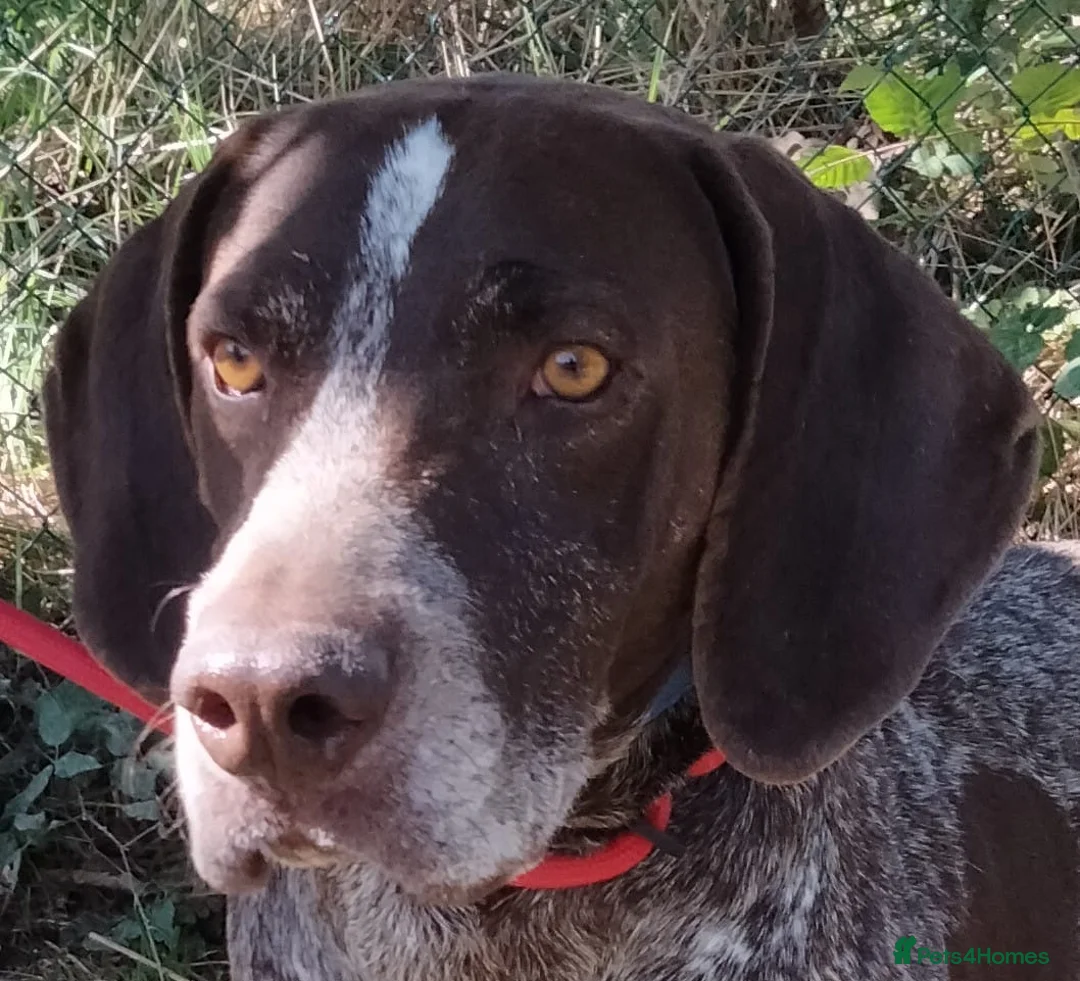 German Shorthaired Pointer dogs for adoption: Yaco  - Advert 7