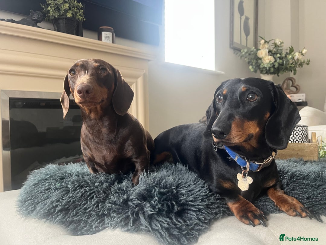 Miniature Dachshund dogs for sale: KC Reg Miniature Dachshund Smooth Haired Puppies - Image 6