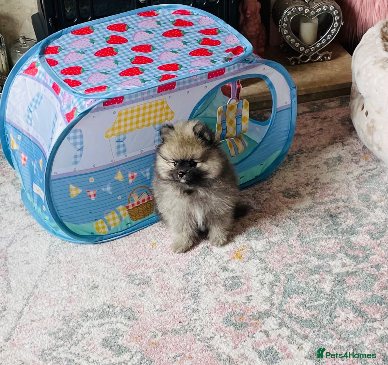 Pomeranian dogs 💙Ready now! Kc Teddy Bear Pomeranian💙 - Advert 2