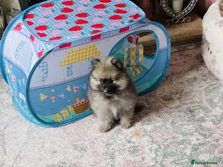 Pomeranian dogs 💙Ready now! Kc Teddy Bear Pomeranian💙 - Advert 2