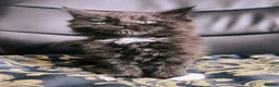 Maine Coon cats for sale: TICA registered DNA health tested maine coon boys - Advert 8