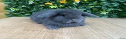 Mini Lop rabbits for sale: Mini lops ( Est since 2014 )  - Advert 1