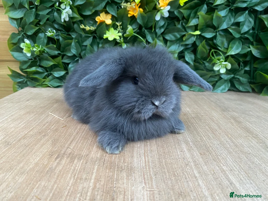 Mini Lop rabbits for sale: Mini lops ( Est since 2014 )  - Advert 1