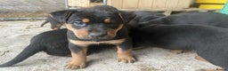 Rottweiler dogs for sale: Clean Rottweiler puppies raised with love and care - Advert 1