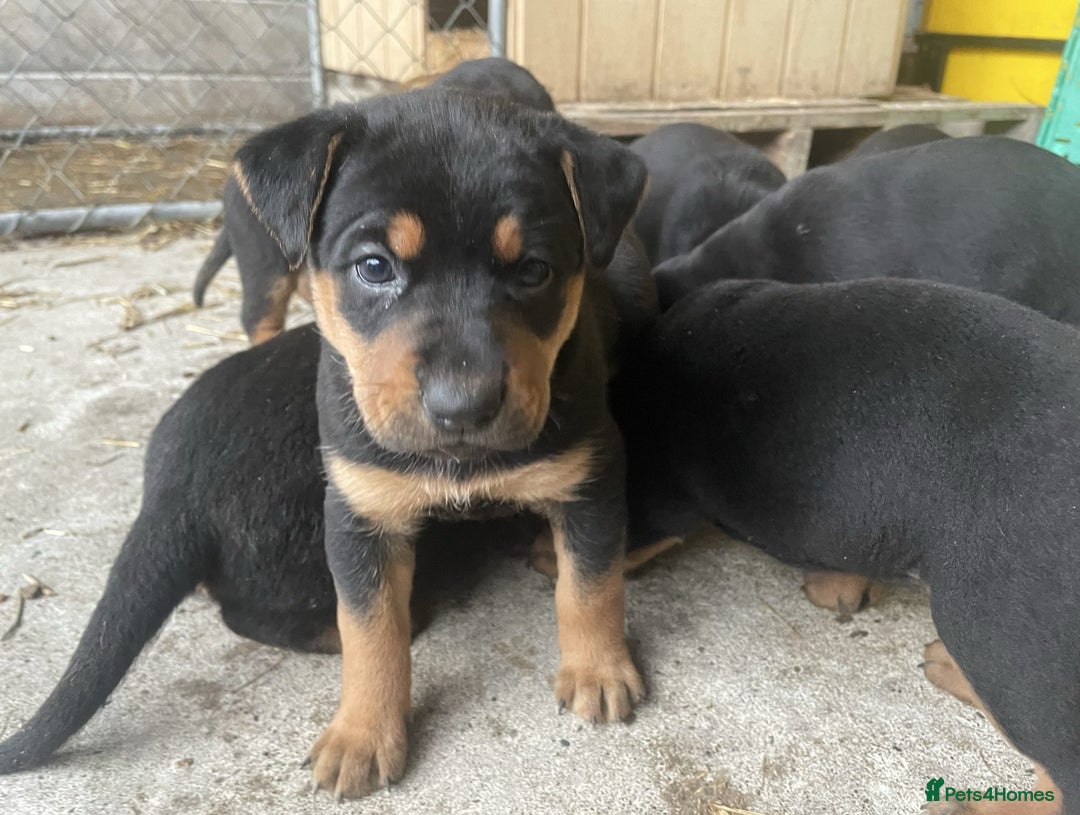 Rottweiler dogs for sale: Clean Rottweiler puppies raised with love and care - Advert 1