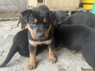 Rottweiler dogs Clean Rottweiler puppies raised with love and care - Advert 1
