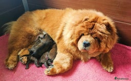 Chow Chow dogs for stud: ROLEX… Son of Crufts Imperial Champion  - Image 4