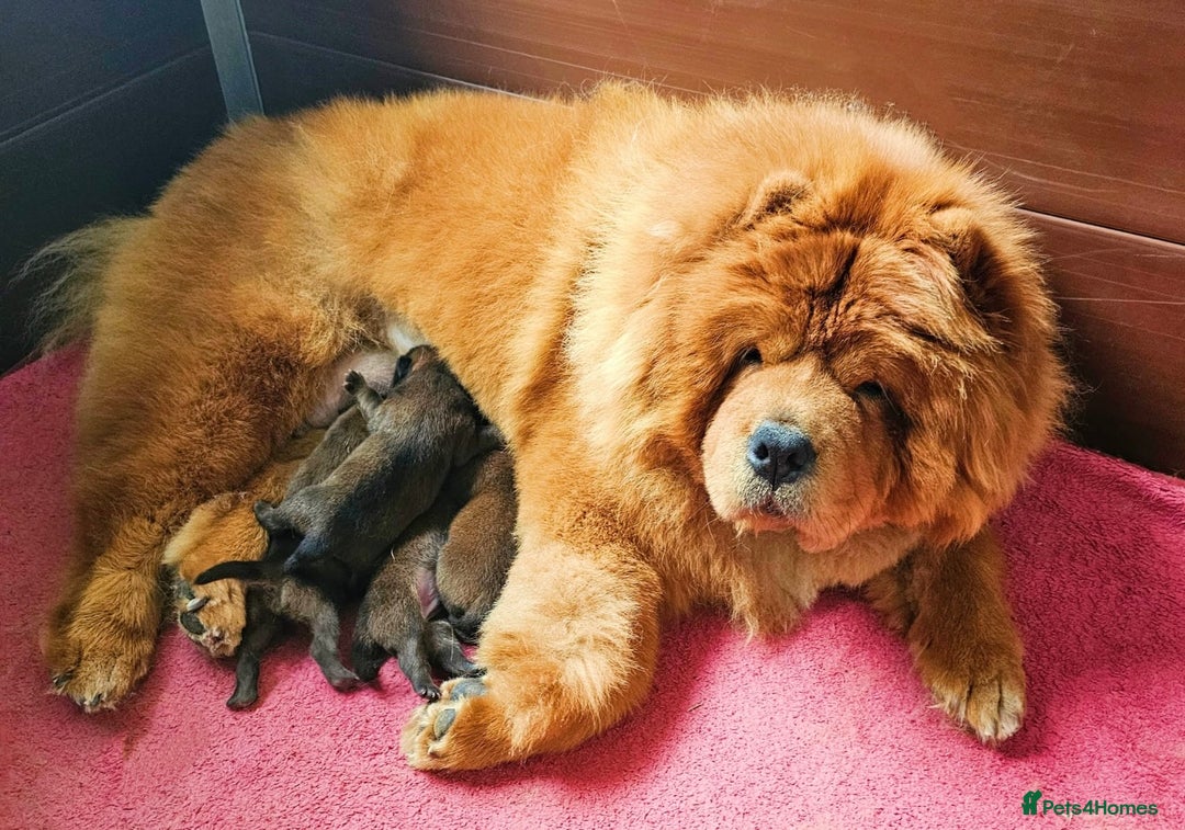 Chow Chow dogs for stud: ROLEX… Son of Crufts Imperial Champion  - Image 4