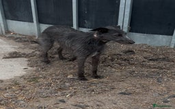 Mixed Breed dogs for sale: Bedlington/whippet Lurcher puppies - Image 17