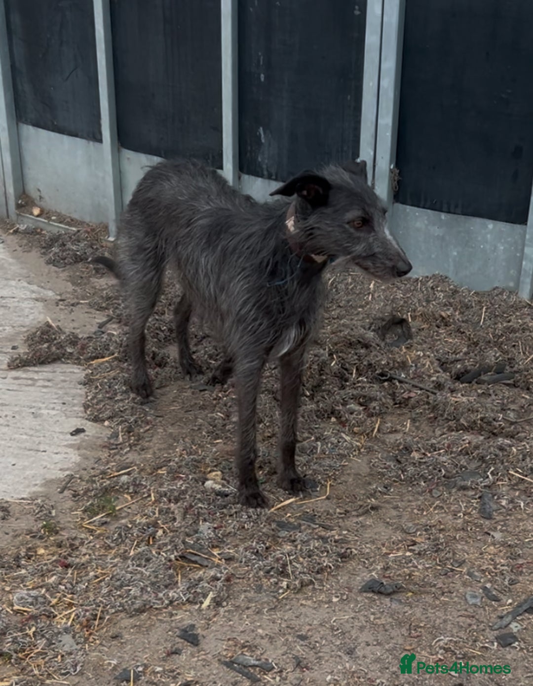 Mixed Breed dogs for sale: Bedlington/whippet Lurcher puppies - Image 17