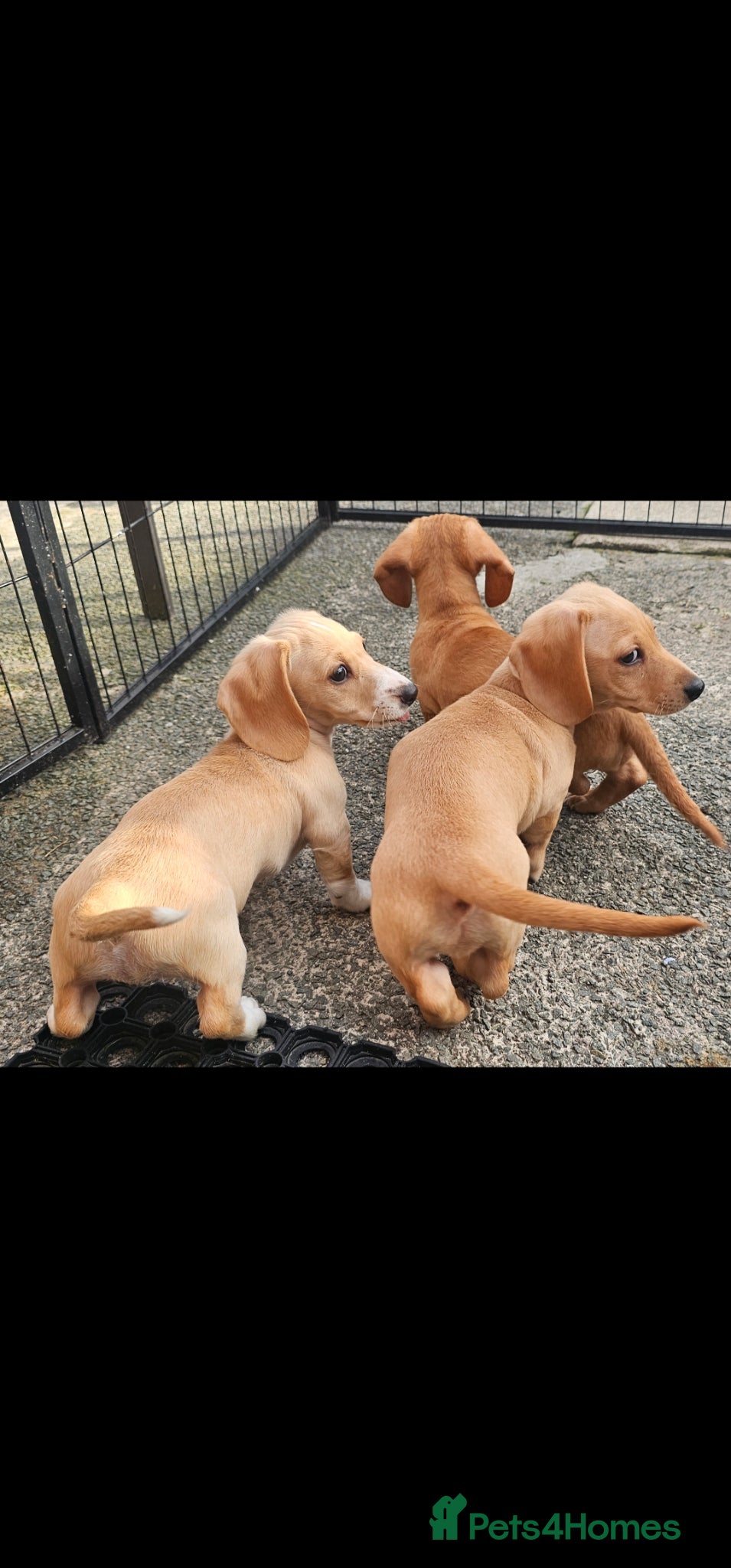 Miniature Dachshund dogs •KCREG •PRA CLEAR 1 boy 2 girls Cream intensity  - Advert 9
