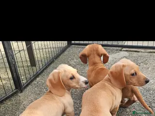 Miniature Dachshund dogs •KCREG •PRA CLEAR 1 boy 2 girls Cream intensity - Advert 9