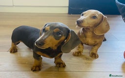 Miniature Dachshund dogs for sale: Miniature dachshunds - Image 3