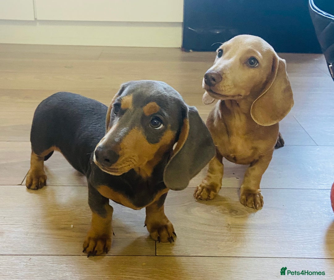 Miniature Dachshund dogs for sale: Miniature dachshunds - Image 3