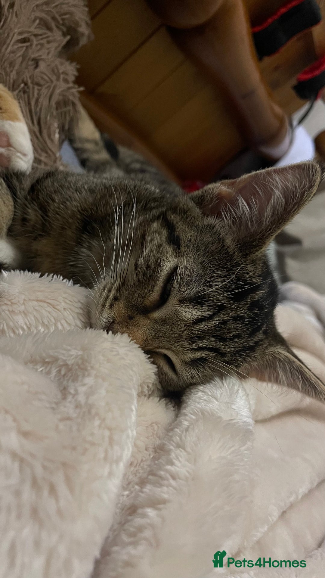 Mixed Breed cats for sale: 2 beautiful kittens  - Advert 2