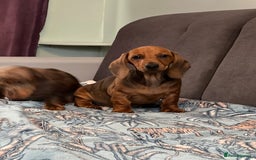 Dachshund dogs for sale: Dachshund puppy’s one boy and four girls  - Image 9