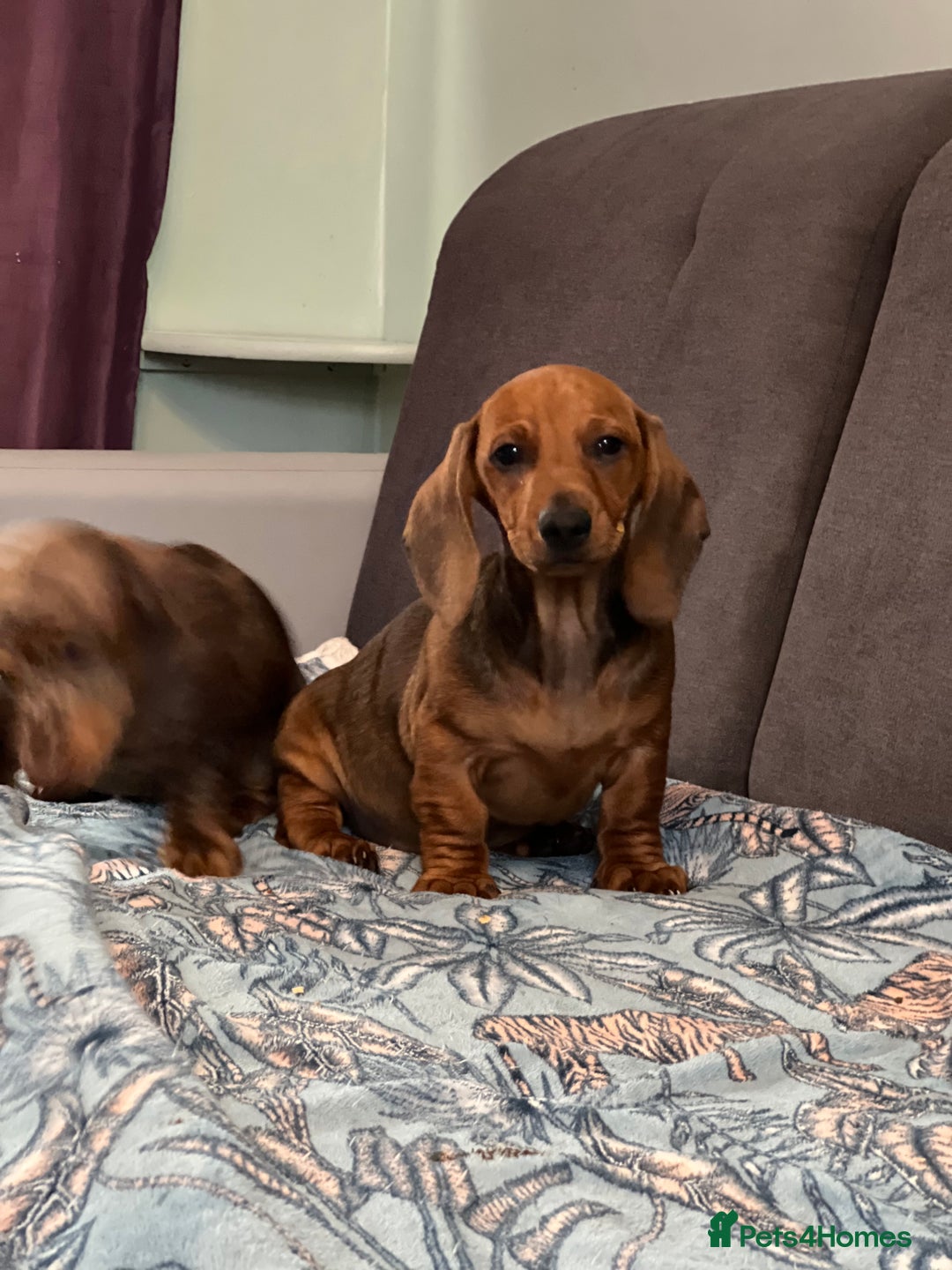 Dachshund dogs for sale: Dachshund puppy’s one boy and four girls  - Image 9