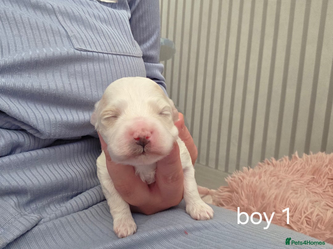 Maltipoo dogs for sale: Unique Korean miniature Maltipoos 🐶 🏡 🐾  - Advert 18