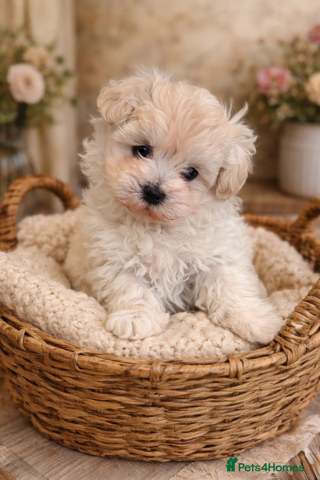 Maltipoo dogs for sale: One little boy - Advert 1