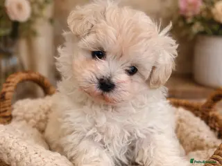 Maltipoo dogs One little boy - Advert 1