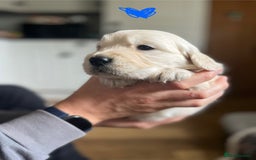 Golden Retriever dogs for sale: 🐾Three stunning golden retriever puppies. 🐾 - Image 9