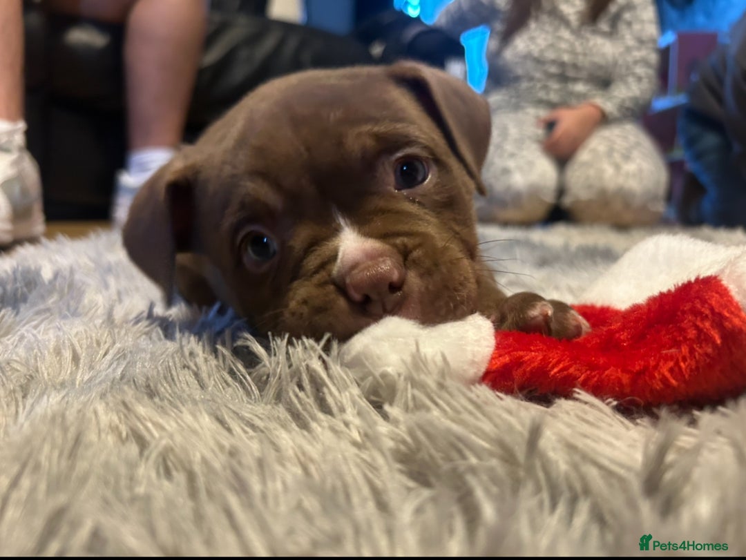 American Bully dogs for sale: 4 beautiful girl pocket bully’s  - Advert 9