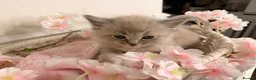 Ragdoll cats for sale: 10 Stunning Ragdoll Kittens available 🐾 in Henfield - Advert 23