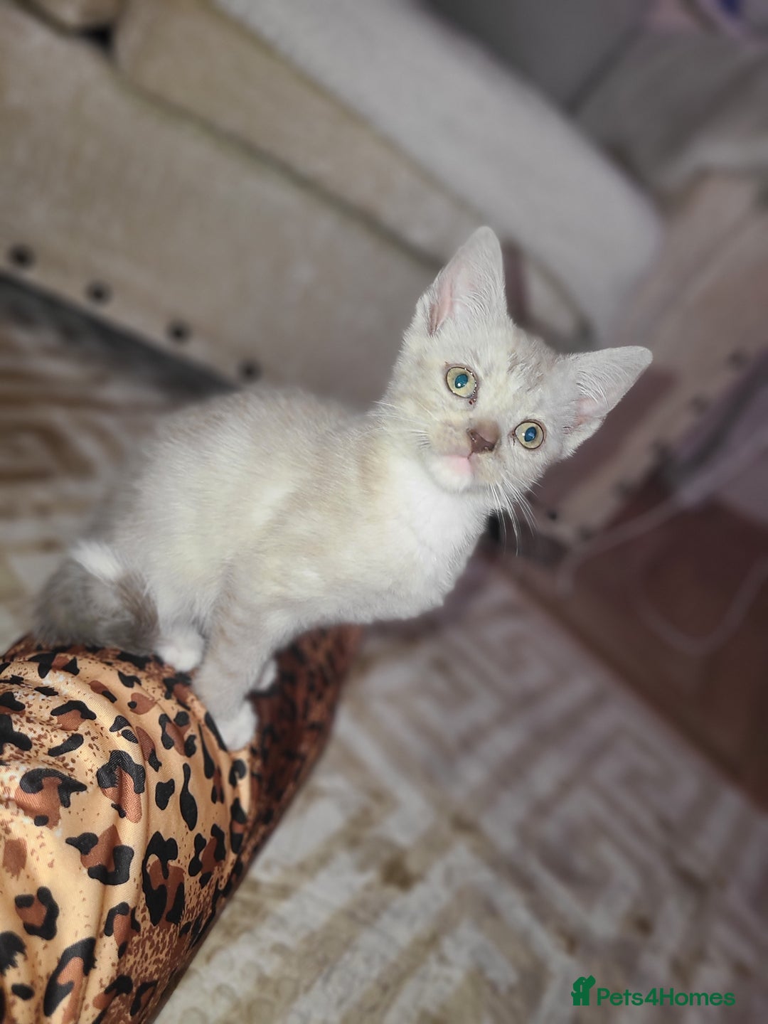 Mixed Breed cats for sale: Beautiful boy kitten available  - Advert 2