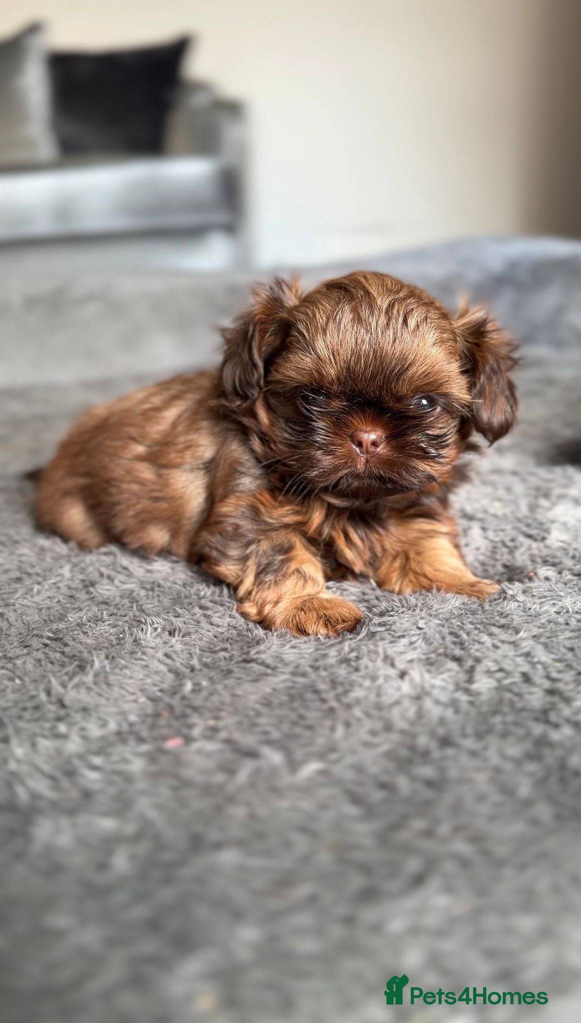 Shih Tzu dogs Shih Tzu puppies - Advert 19