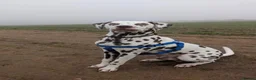 Dalmatian dogs for sale: Dalmation Puppies - Advert 4