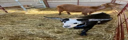 Goats livestock for sale: Pigmy wether for sale in Worcester - Advert 2