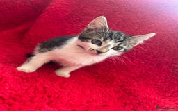 Mixed Breed cats for sale: Gorgeous kittens - Image 4