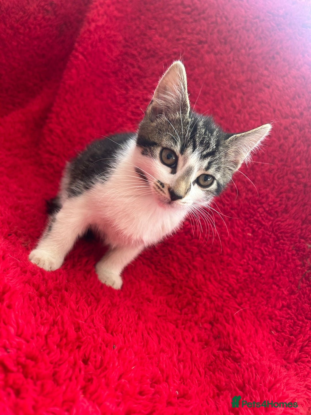 Mixed Breed cats for sale: Gorgeous kittens - Image 4