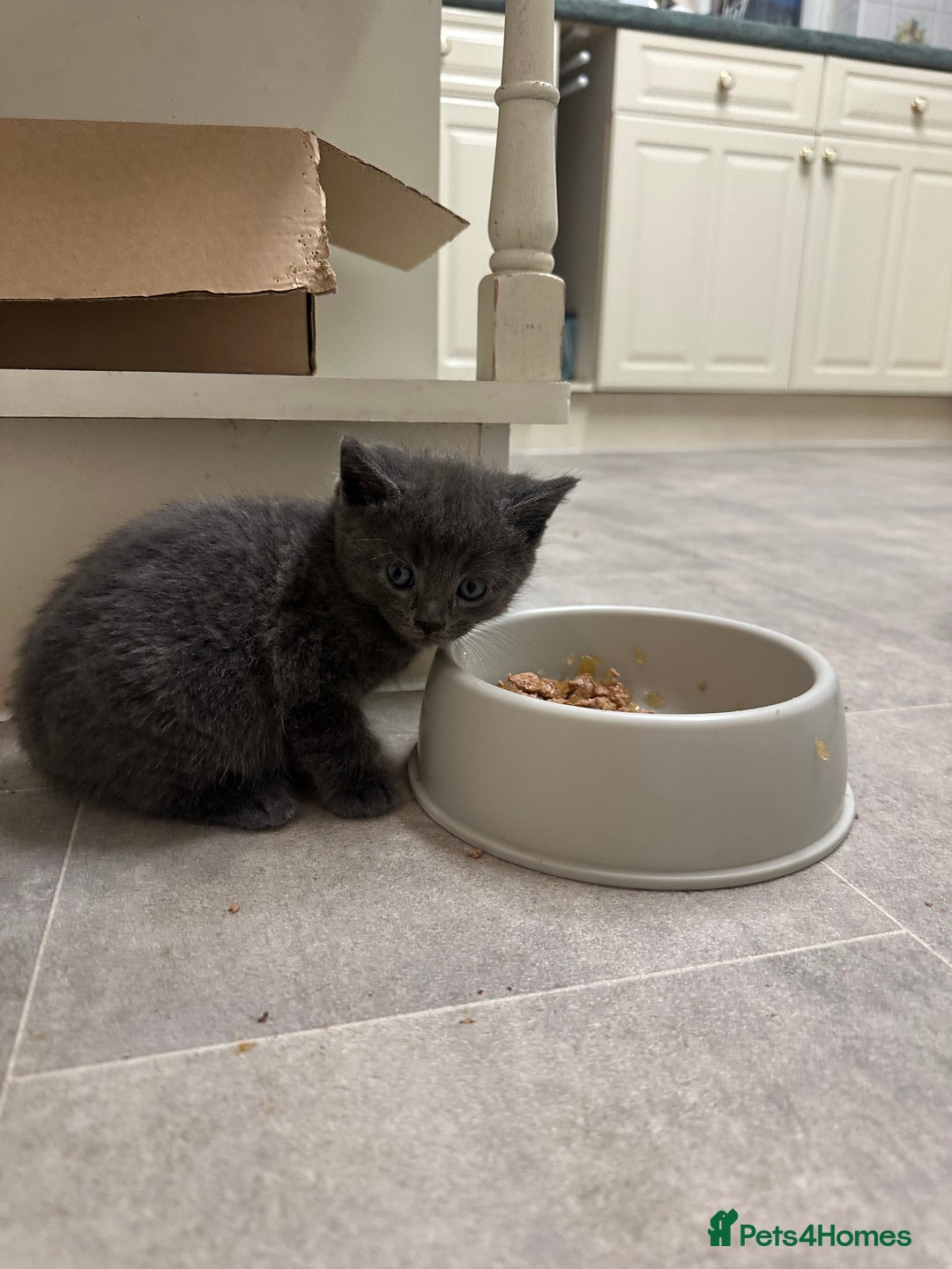 Mixed Breed cats for sale: Beautiful litter of playful kittens  - Advert 8