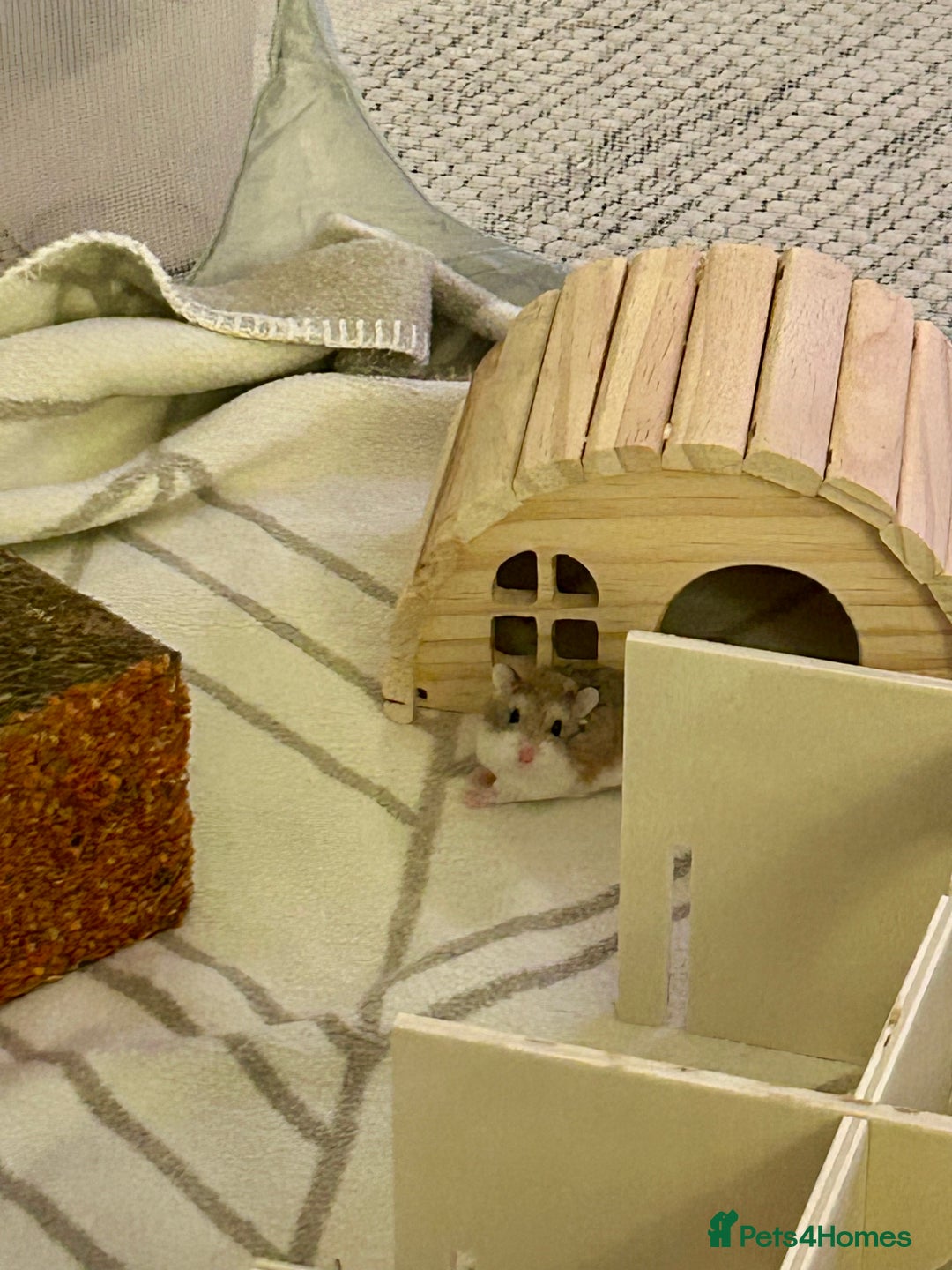 Hamster rodents for sale: Adopt Nacho 🐹  - Advert 3