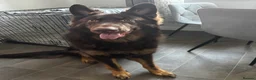 German Shepherd dogs for sale: chocolate german shepherd  - Advert 4