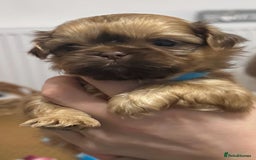 Shih Tzu dogs for sale: 5 beautiful Full Pedigree Shih Tzu Puppies - Image 18