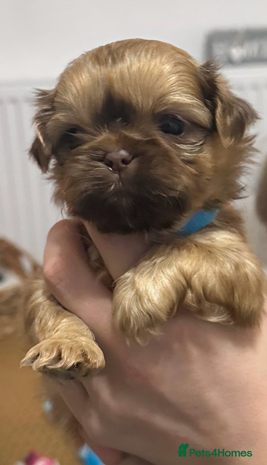 Shih Tzu dogs for sale: 5 beautiful Full Pedigree Shih Tzu Puppies - Image 18