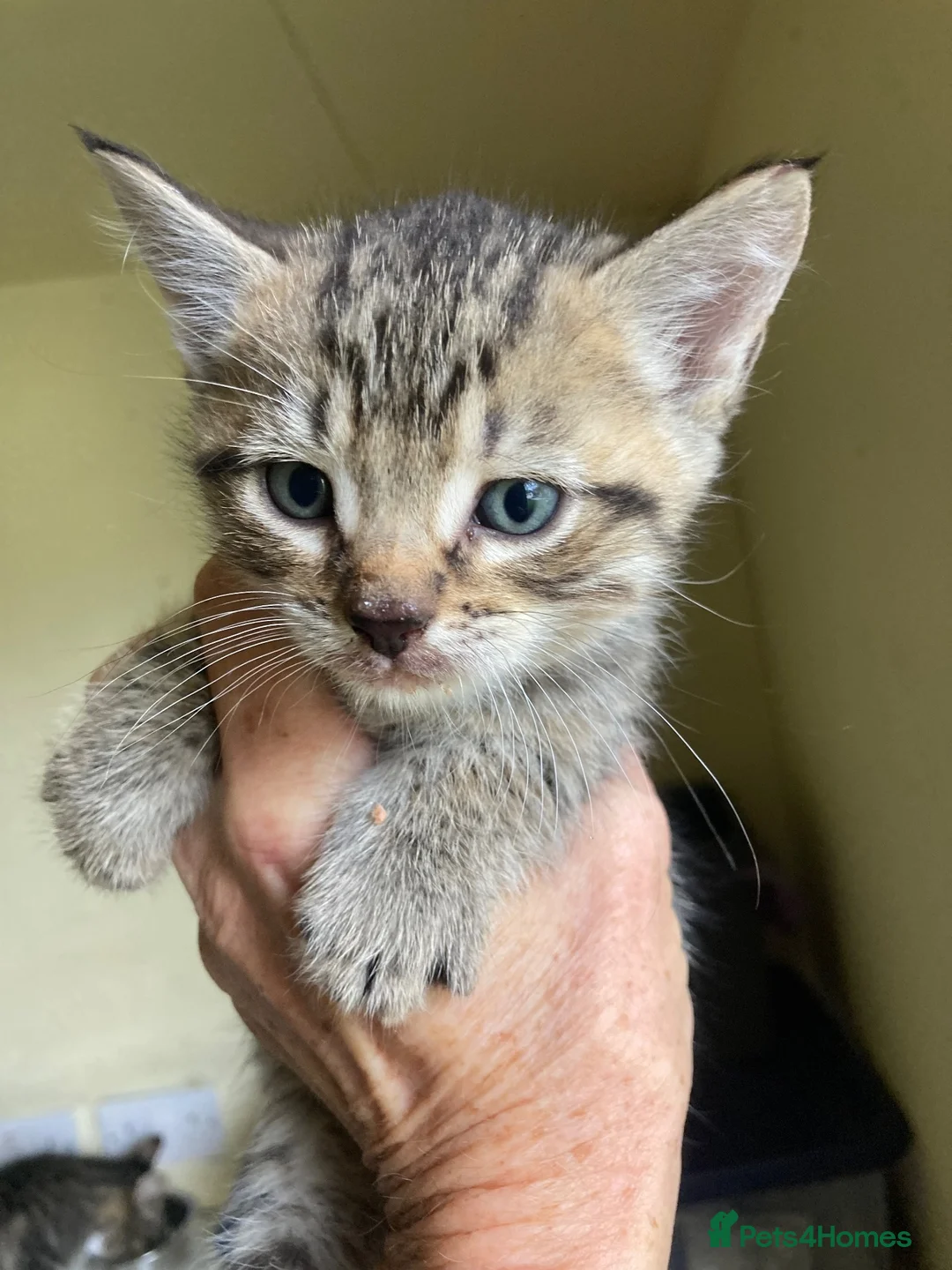Mixed Breed cats for sale: Beautiful family friendly kittens - Advert 1