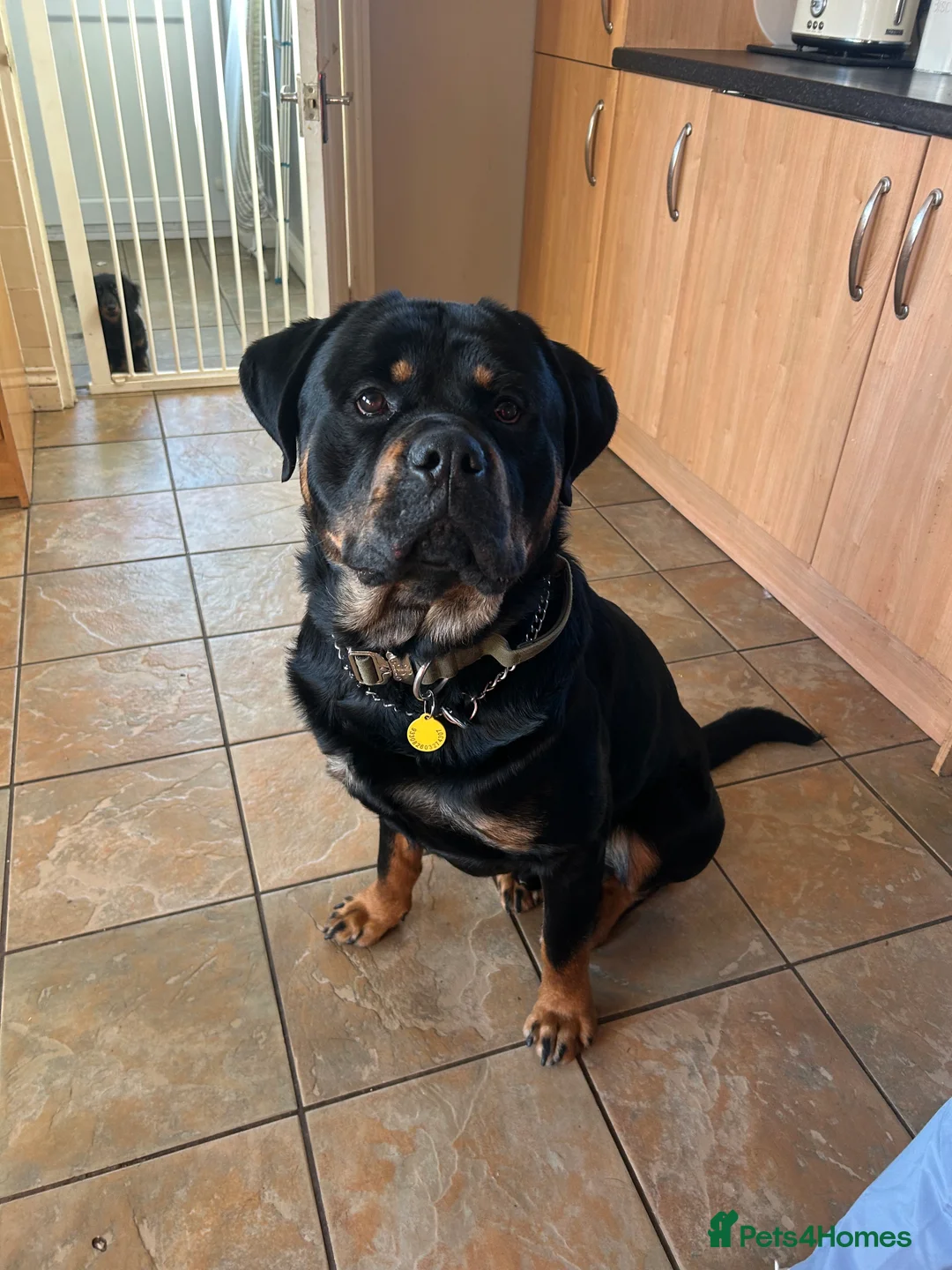 Rottweiler dogs for stud: Rottweiler for stud in Abergavenny - Advert 5