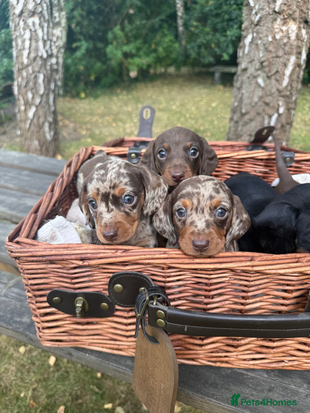 Miniature Dachshund dogs for sale: 🐾 Adorable Miniature Dachshund Puppies For Sale   - Image 4