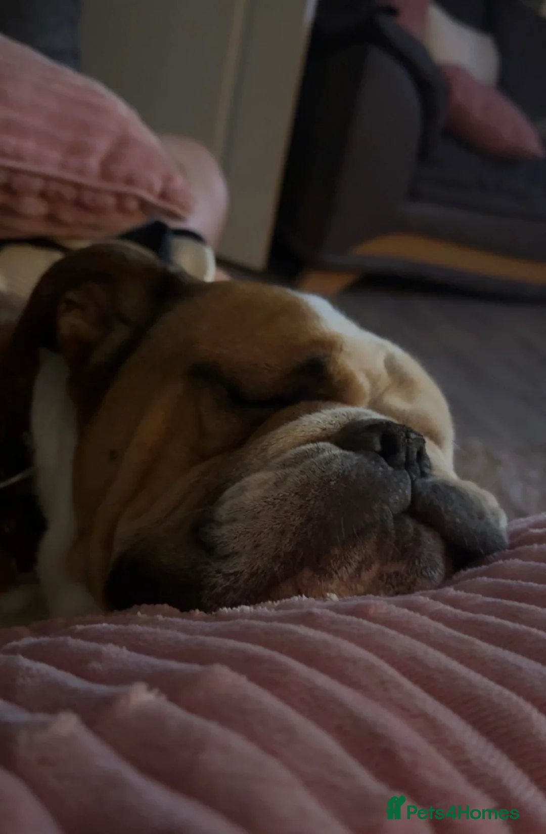 English Bulldog dogs for sale: 🐾 Loving Bulldogs Needing a Forever Home 🐾 - Advert 6