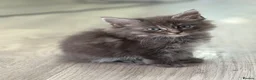 Maine Coon cats for sale: Maine Coon x BSH kittens  - Advert 11