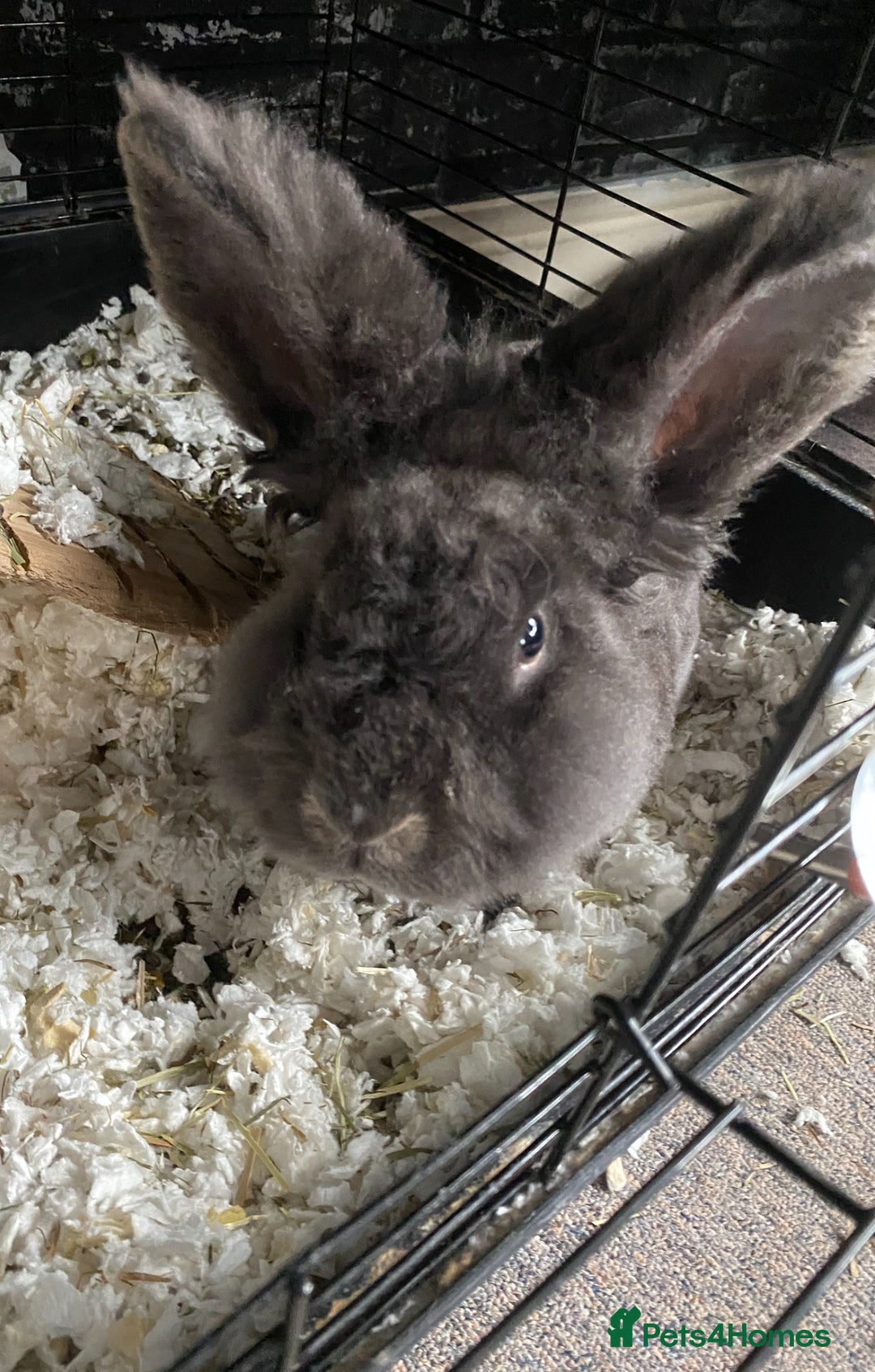 Lionhead rabbits for sale: 1 female , 1 male - 3 Year old lion head bunnies - Advert 10