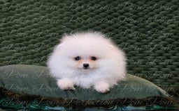 Pomeranian dogs for sale: Gorgeous Teddy bear Pomeranian puppies  - Image 7